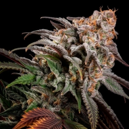 Watermelon Runtz Silent Seeds – detail palice