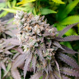 Watermelon Runtz Silent Seeds – detail palice