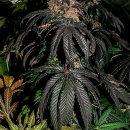 Watermelon Runtz Silent Seeds – rostlina outdoor