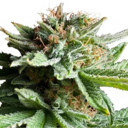 Shining Silver Haze - Royal Queen Seeds - feminizovaná semínka konopí