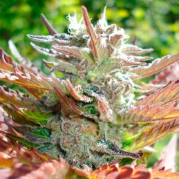 Zkittlez 2.0 Silent Seeds – detail palice