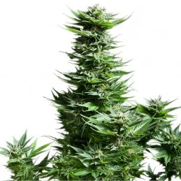 Shining Silver Haze - Royal Queen Seeds - feminizovaná semínka konopí
