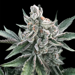 Polar Gelato Auto Silent Seeds – hlavní květ