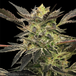 Pink Sunset Auto Silent Seeds – hlavní květ