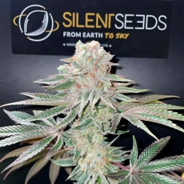 Pink Sunset Auto Sherbinskis – detail palice