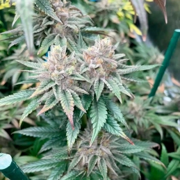 Pink Sunset Auto Silent Seeds – rostlina