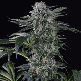 Moby Dick Auto Silent Seeds – hlavní květ