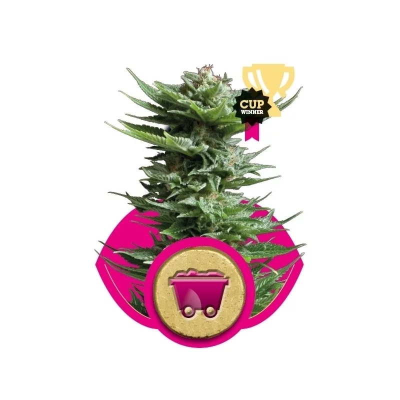Shining Silver Haze - Royal Queen Seeds - feminizovaná semínka konopí