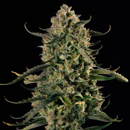 MAC Dawg Auto Silent Seeds – hlavní květ