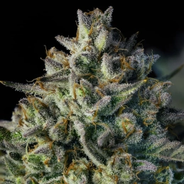 MAC Dawg Auto Silent Seeds – detail palice