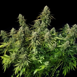 MAC Dawg Auto Silent Seeds – celá rostlina