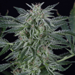 Critical Jack Auto Silent Seeds – hlavní květ
