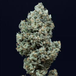 Critical 2.0 Auto Silent Seeds – hlavní květ