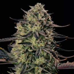 Alien Gas Auto Silent Seeds – hlavní květ