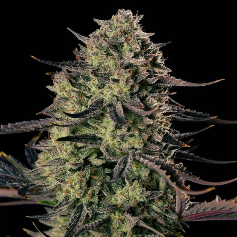 Alien Gas Auto Silent Seeds – hlavní květ