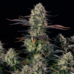 Alien Gas Auto Silent Seeds – detail květu