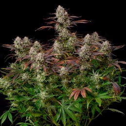 Alien Gas Auto Silent Seeds – celá rostlina