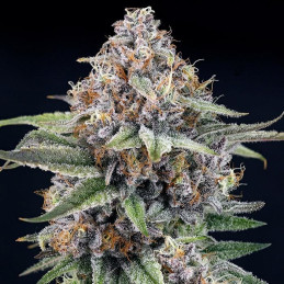 EyeBallz – Ripper Seeds, produktové foto (fem seeds)