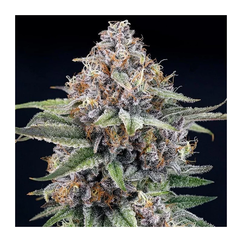 EyeBallz – Ripper Seeds, produktové foto (fem seeds)