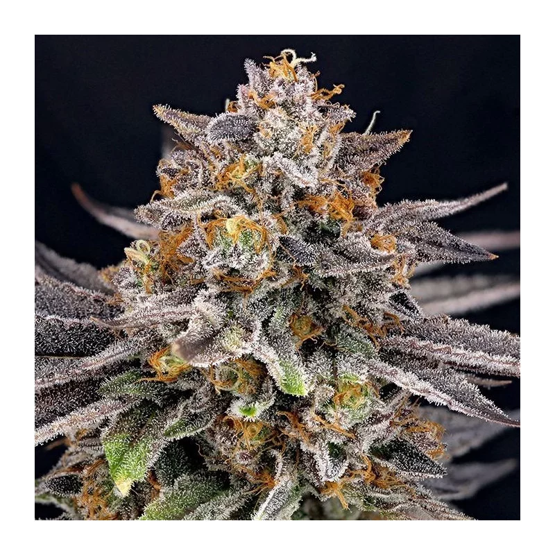 CandyGaz – Ripper Seeds (70% indica), produktové foto