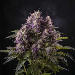 Blue Power - Vision Seeds - feminizovaná semena - květ