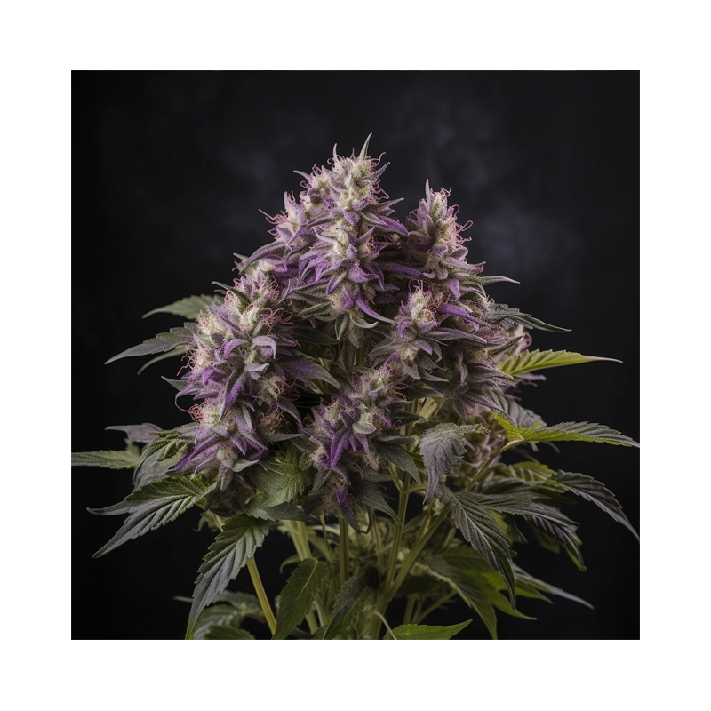 Blue Power - Vision Seeds - feminizovaná semena - květ