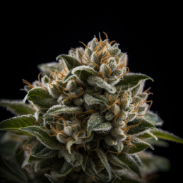 Cheese - Vision Seeds - květ