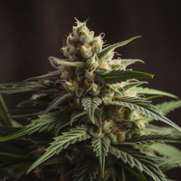 Lamb’s Breath x AK-49 - Vision Seeds - květ