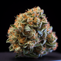 Nicole x OG - Vision Seeds...