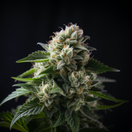 Russian Snow - Vision Seeds - detail květu