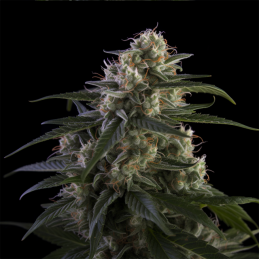 Super Skunk - Vision Seeds...