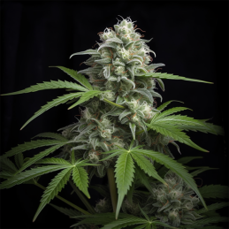 Supreme Lemon Vision Seeds – detail květu