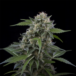 Tom Kush OG Vision Seeds – detail květu