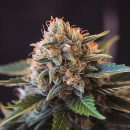 Vision Gorilla Vision Seeds – detail květu