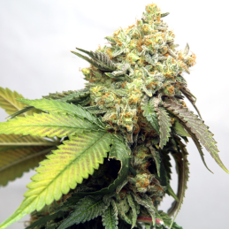 Banana Punch - Vision Seeds...