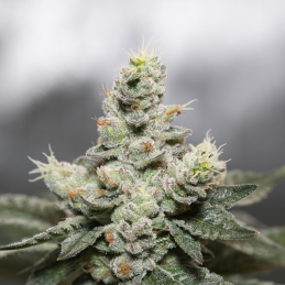 Blue Cookies x OG Kush Vision Seeds – detail květ