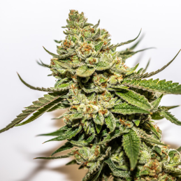 Cereal Milk x OG Kush -...