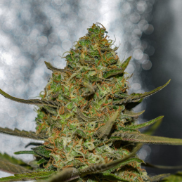 Forbidden Fruit x Spritzer Vision Seeds – detail květu