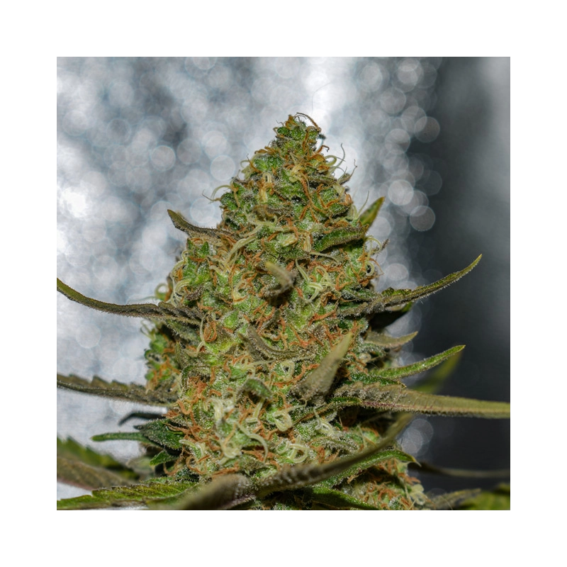 Forbidden Fruit x Spritzer Vision Seeds – detail květu