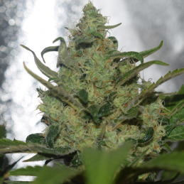 Garlotty Vision Seeds – detail květu