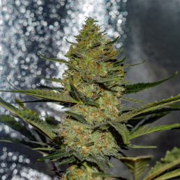 Gus Mints Vision Seeds – Květ detail