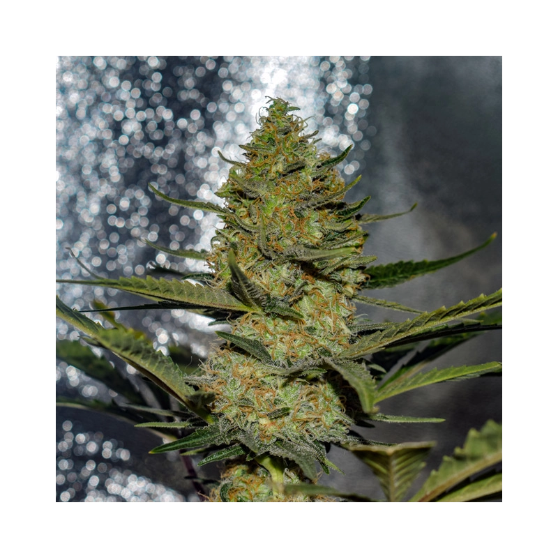 Gus Mints Vision Seeds – Květ detail