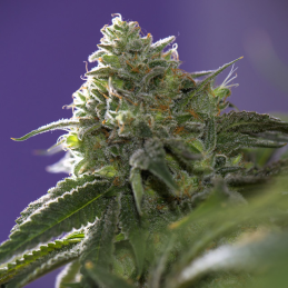 Lemon Cherry Gelato x Ice...