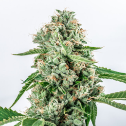 Melon Gum - Vision Seeds |...