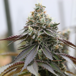 Rainbow Sherbert x Spritzer Vision Seeds – detail květu