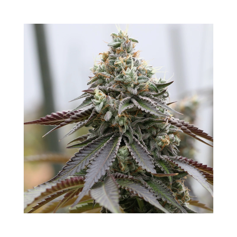 Rainbow Sherbert x Spritzer Vision Seeds – detail květu