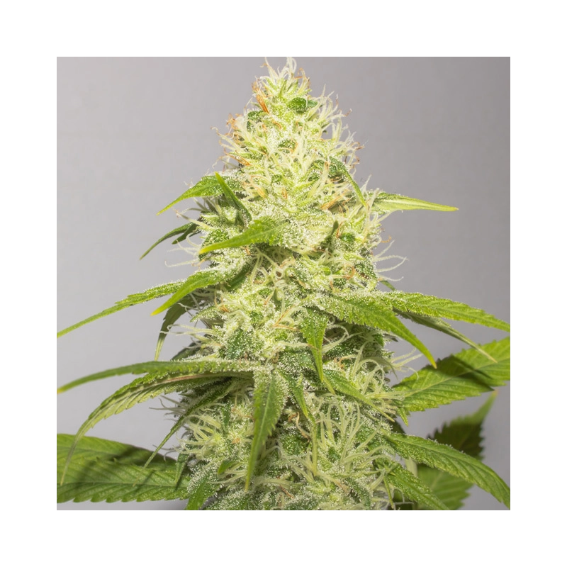 Vision Seeds White Runtz – detail květu