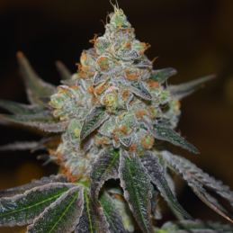 Vision Seeds Auto Mimosa – detail květ balení autoflower feminizovaných semen