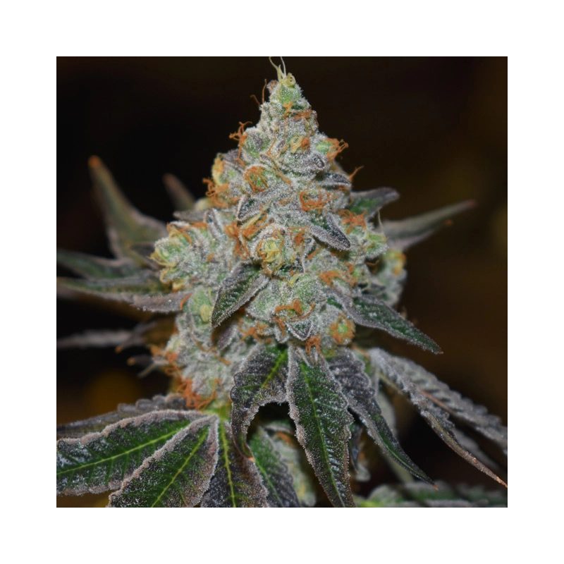 Vision Seeds Auto Mimosa – detail květ balení autoflower feminizovaných semen