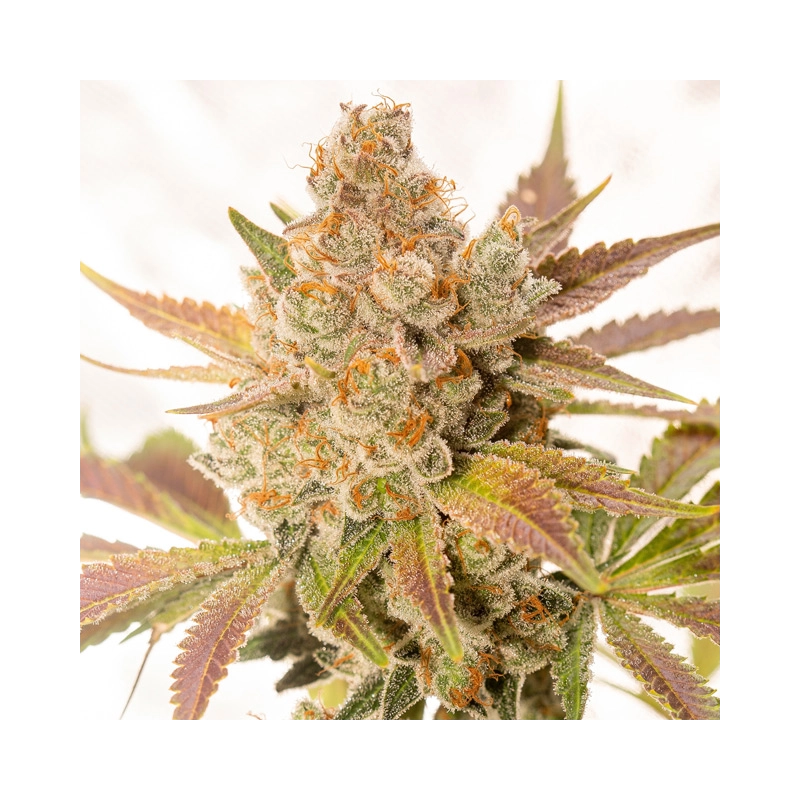 Vision Seeds Auto Orange Sherbert – detail květu